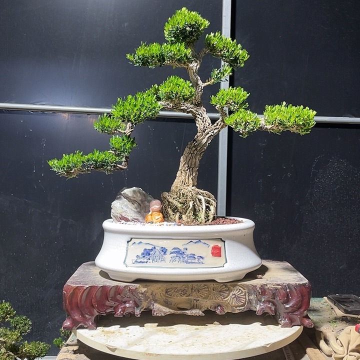 完全开放林*恼黄杨盆景园林植物
