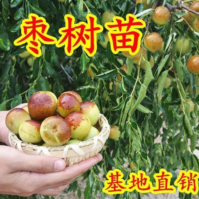 精品正宗枣树品种一物一拍盆栽地栽原盆里土南北方种植
