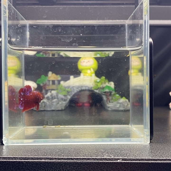 红色彩金将军将军