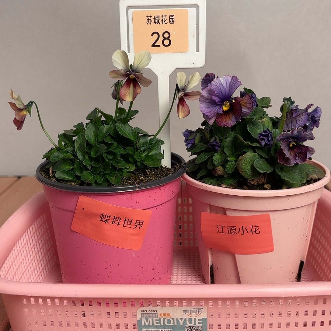 大部分开放少量花苞28