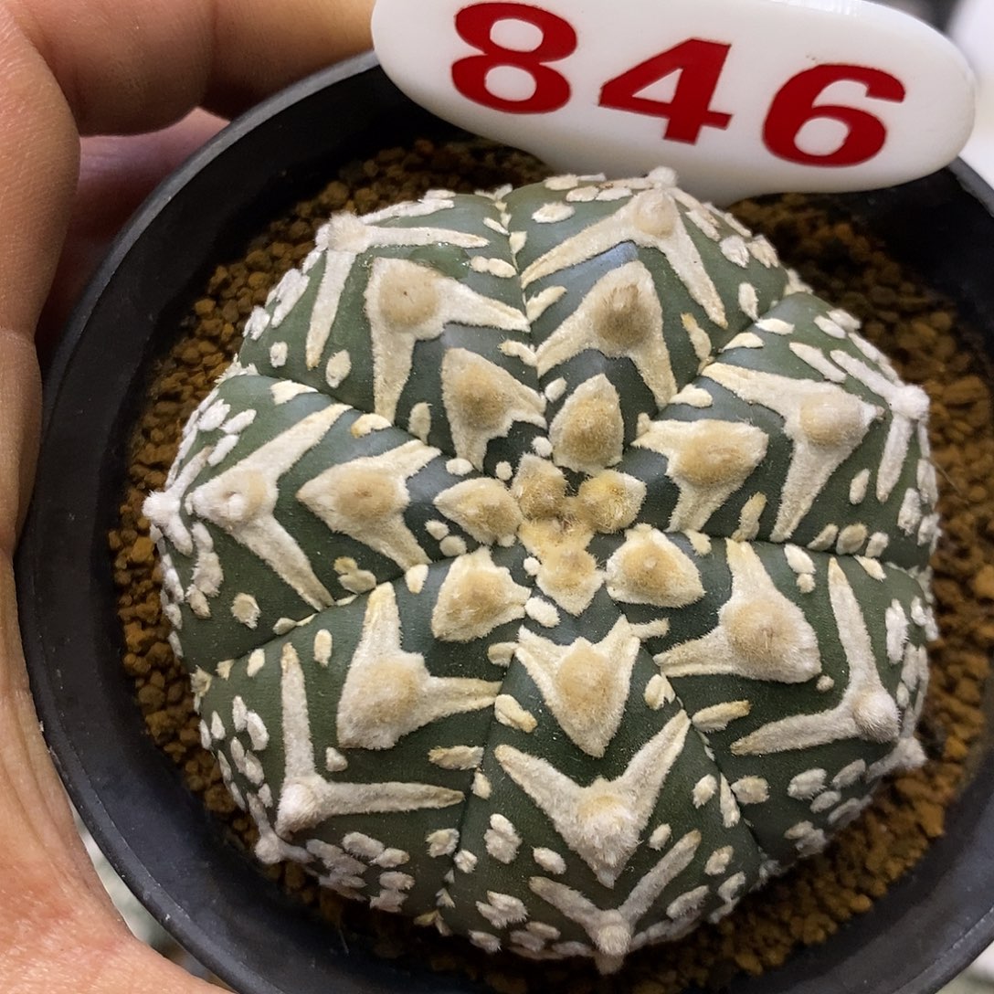 846福利特价来了哦亲爱的