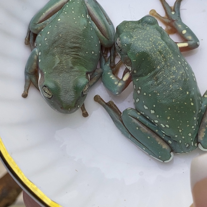 老爷树蛙24h蓝子代150一对4号