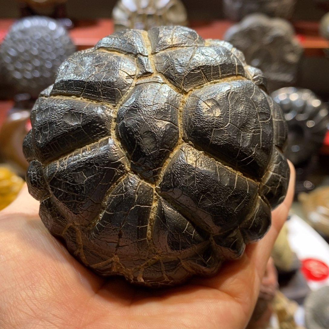 血***鹉羊羔毛龟纹石直播间