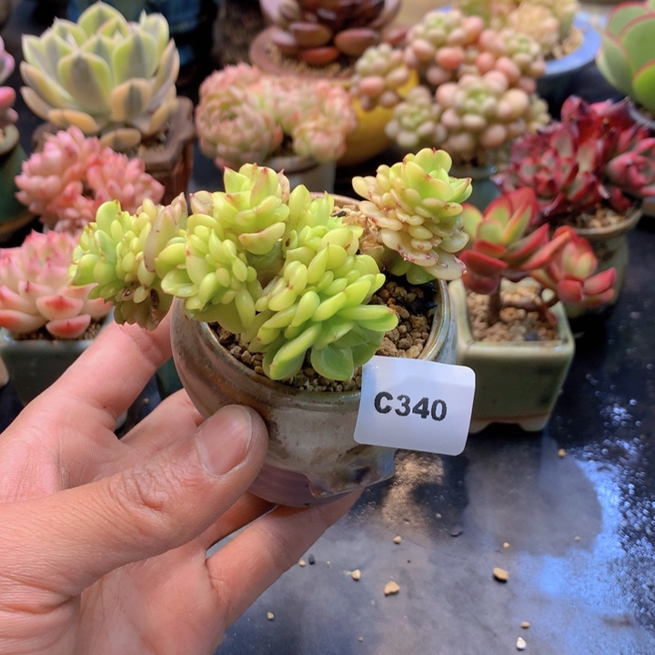 一物一拍满38包邮C340