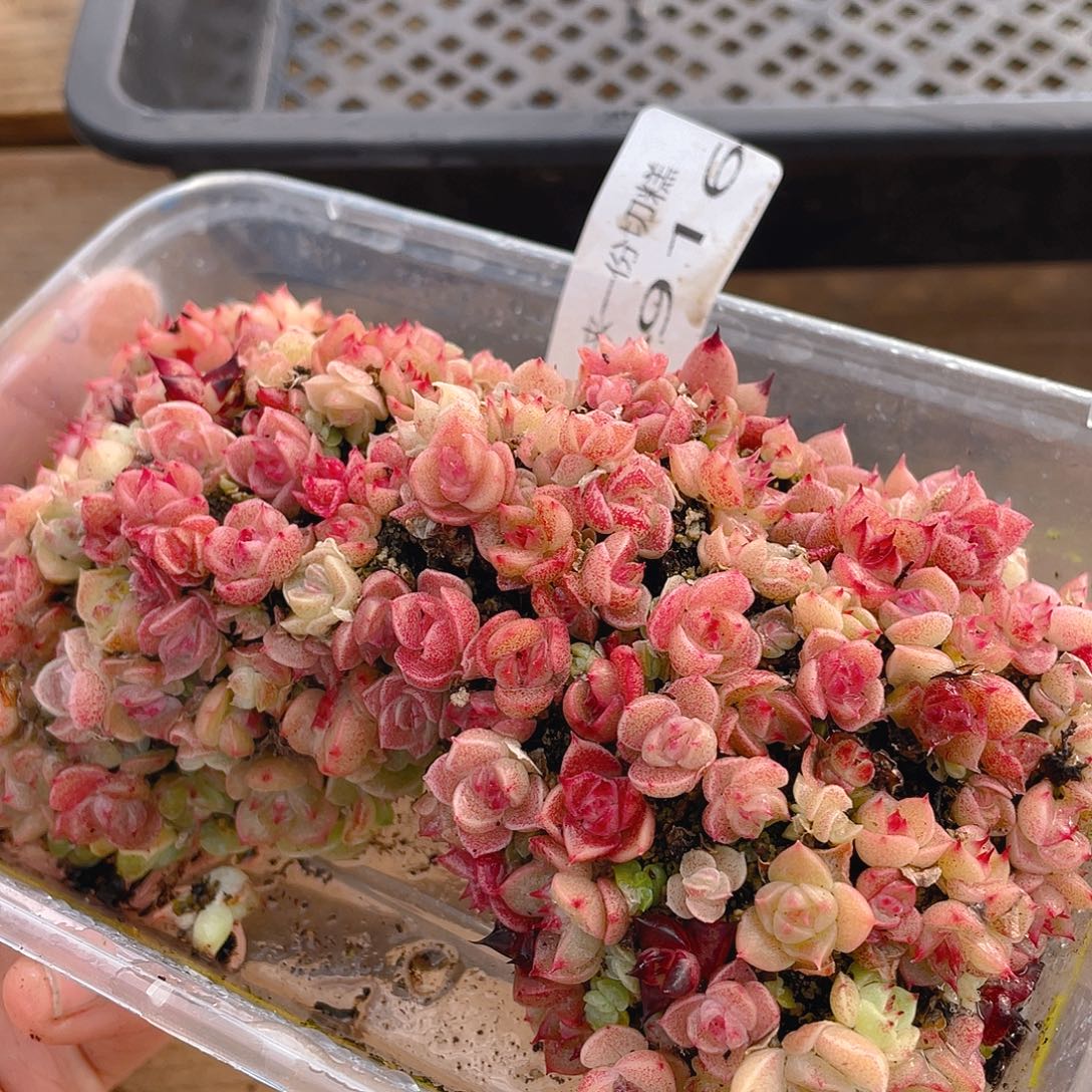 多肉植物多肉植物916