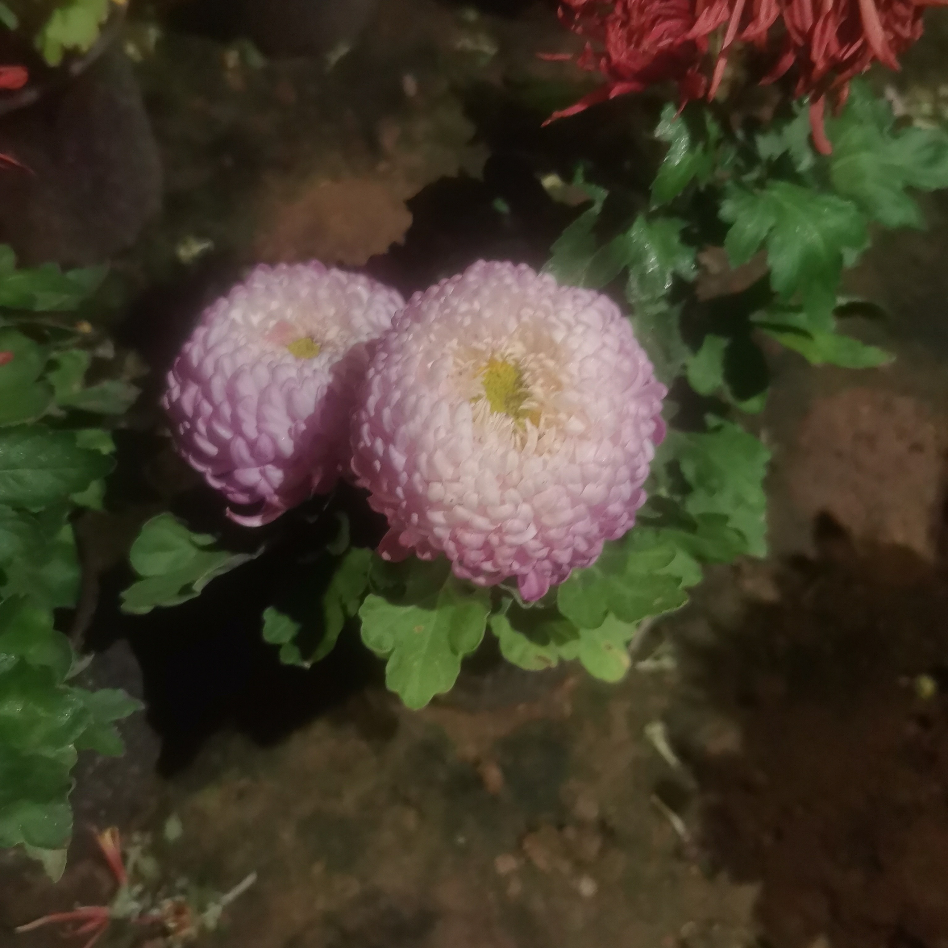 根苗必带洹水映月断指掉苞不售后。