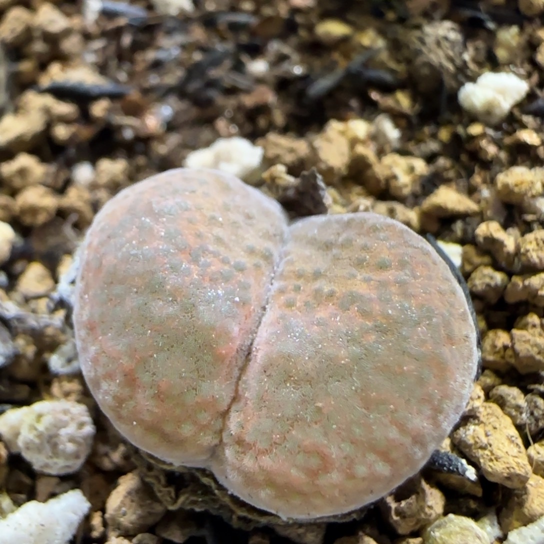 8.11。1809红风铃。5010