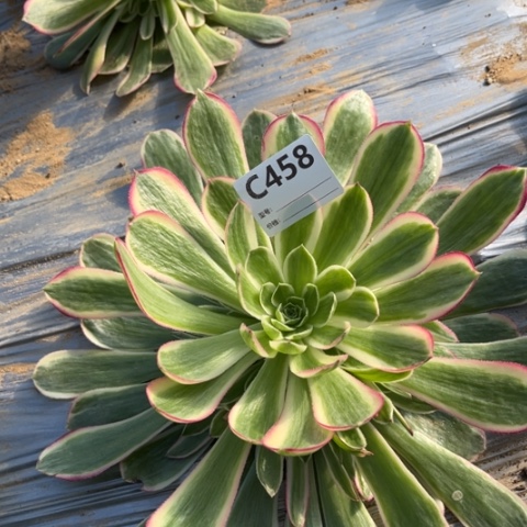 多肉植物孔雀翎雨荷