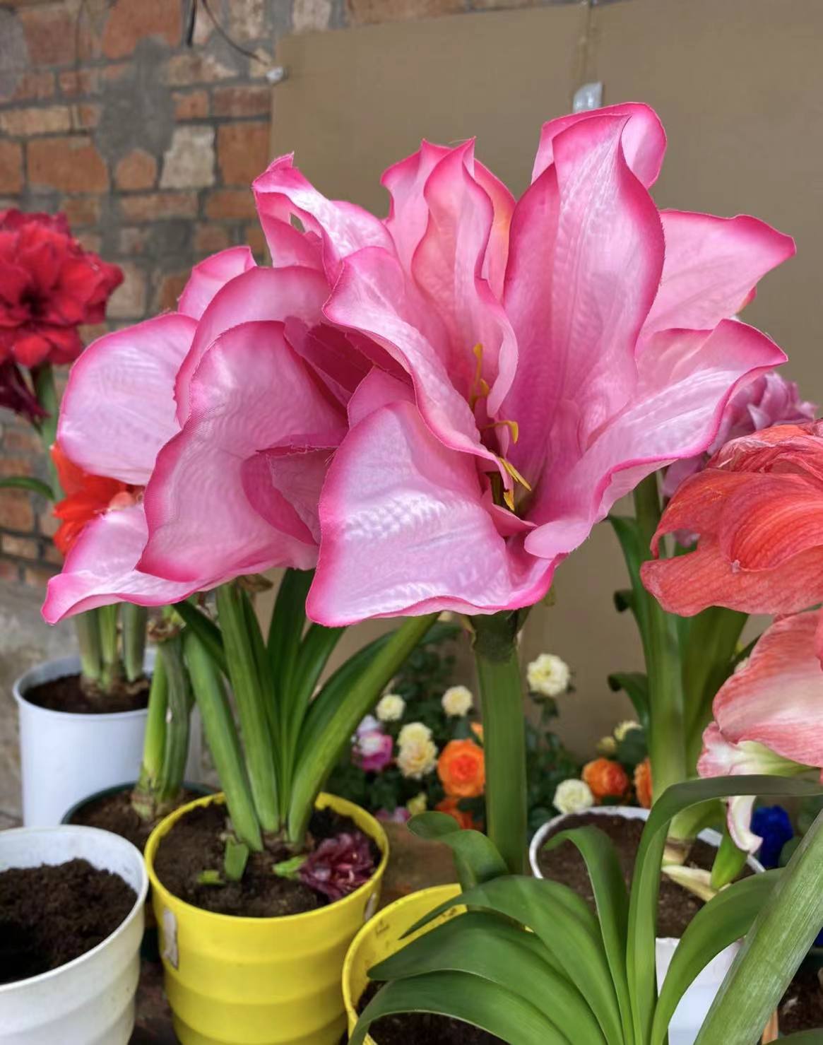 【粉蝴蝶】包对版朱顶红重瓣