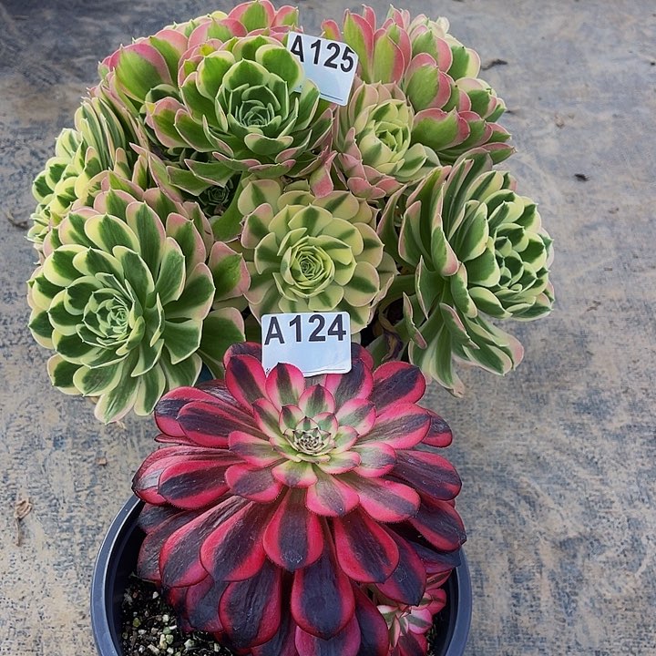 雨花石125送124福利法师