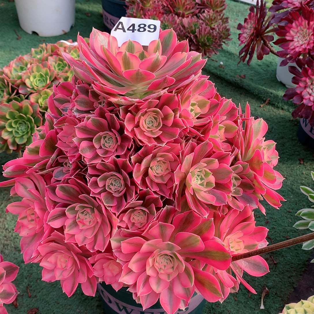 万***难489.粉女巫多肉植物