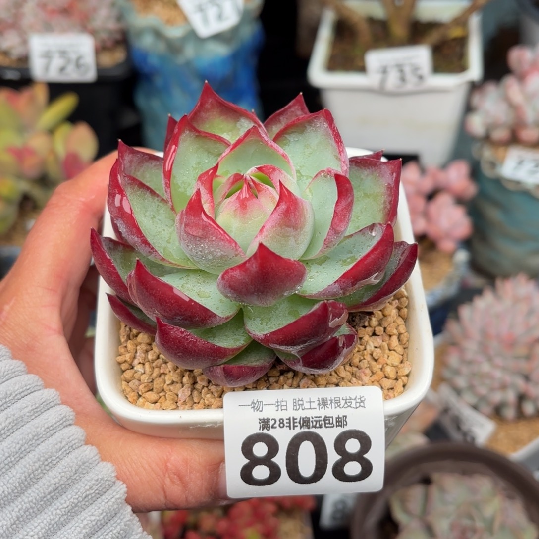 惊鸿仙子无盆土发货