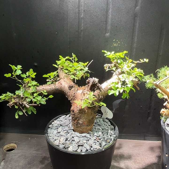 31勃然恩斯没药橄榄哈哈哈哈哈