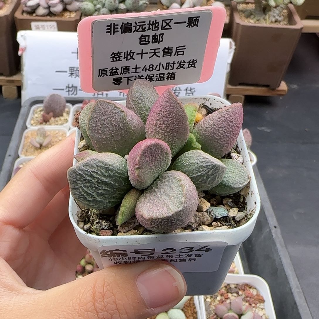 234赛猪肝多肉植物