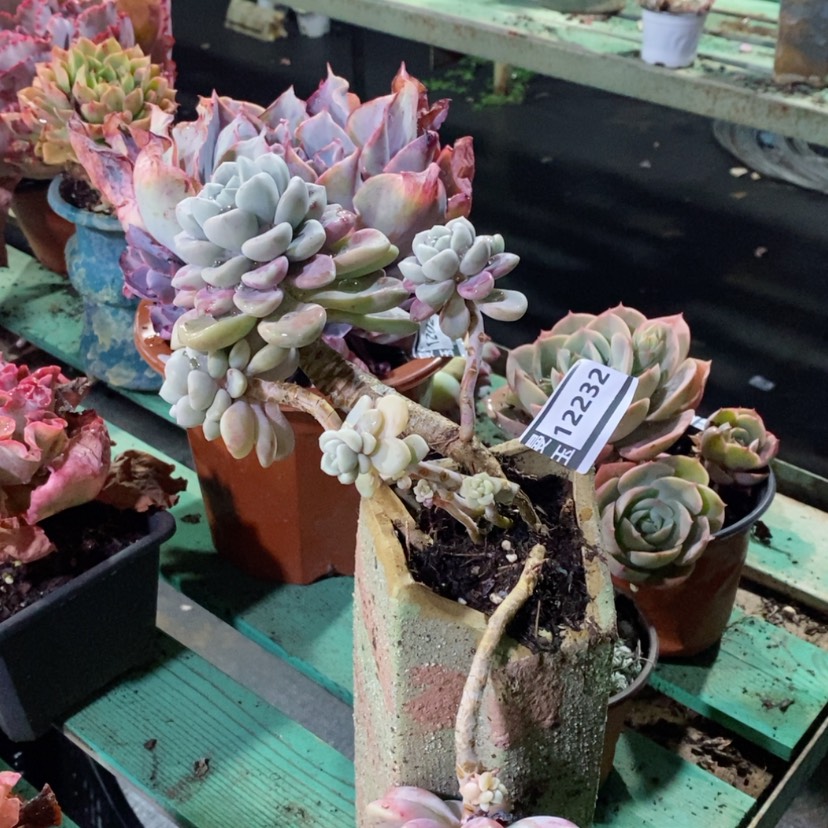 【闪购商品】花斑路12232