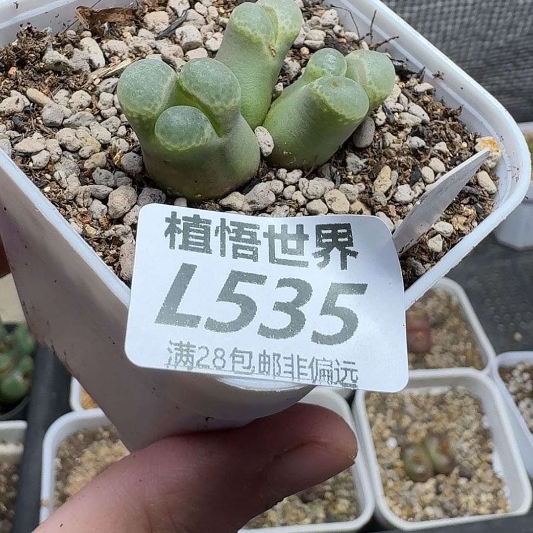多肉植物的人生ghh