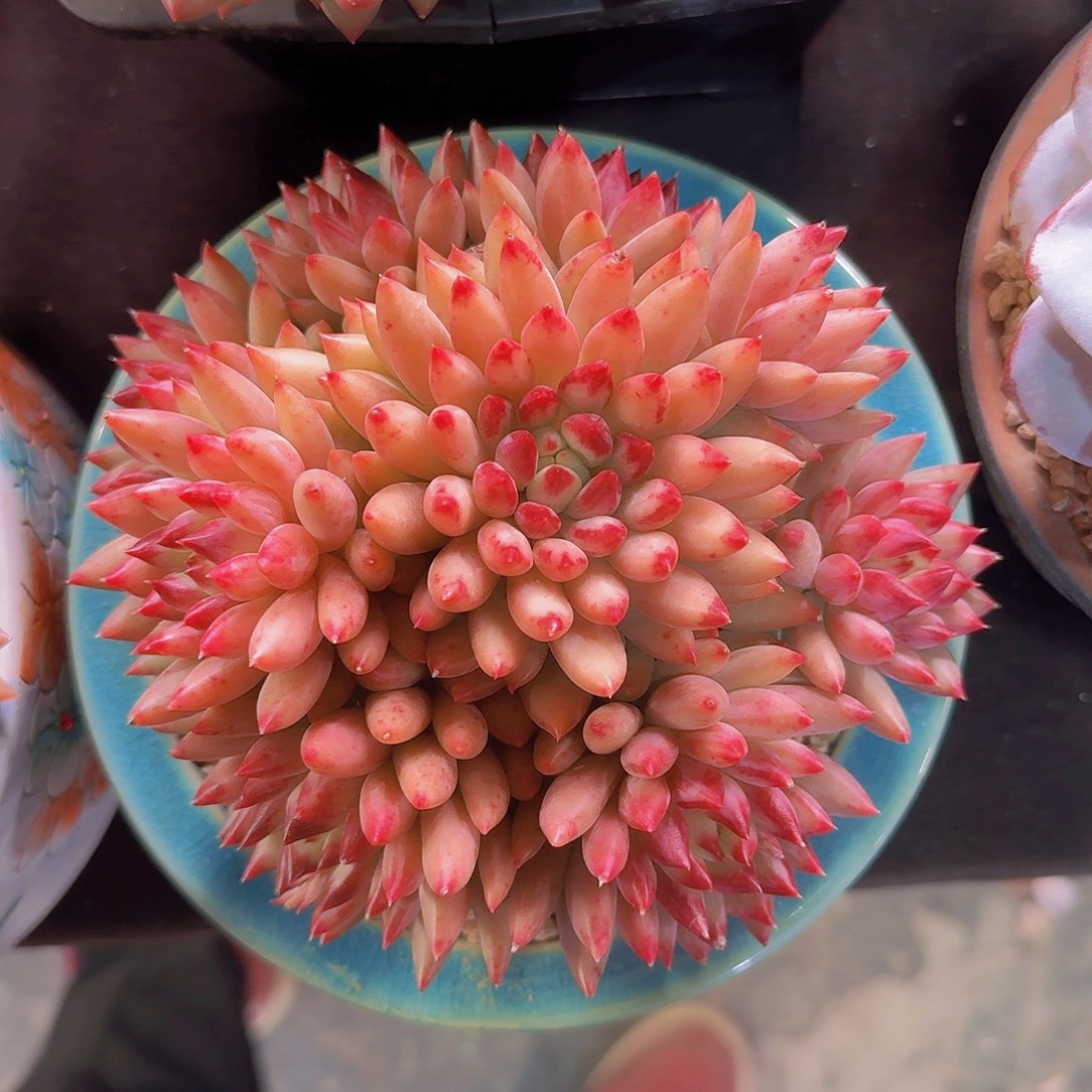 二代虞美人多肉一物一拍