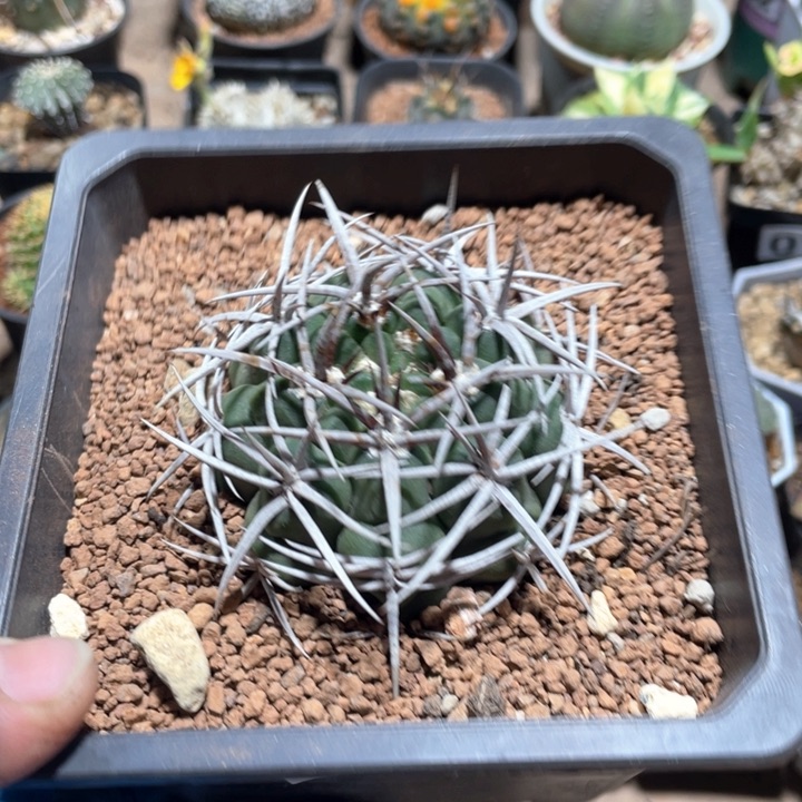 041实生狂刺碧岩玉