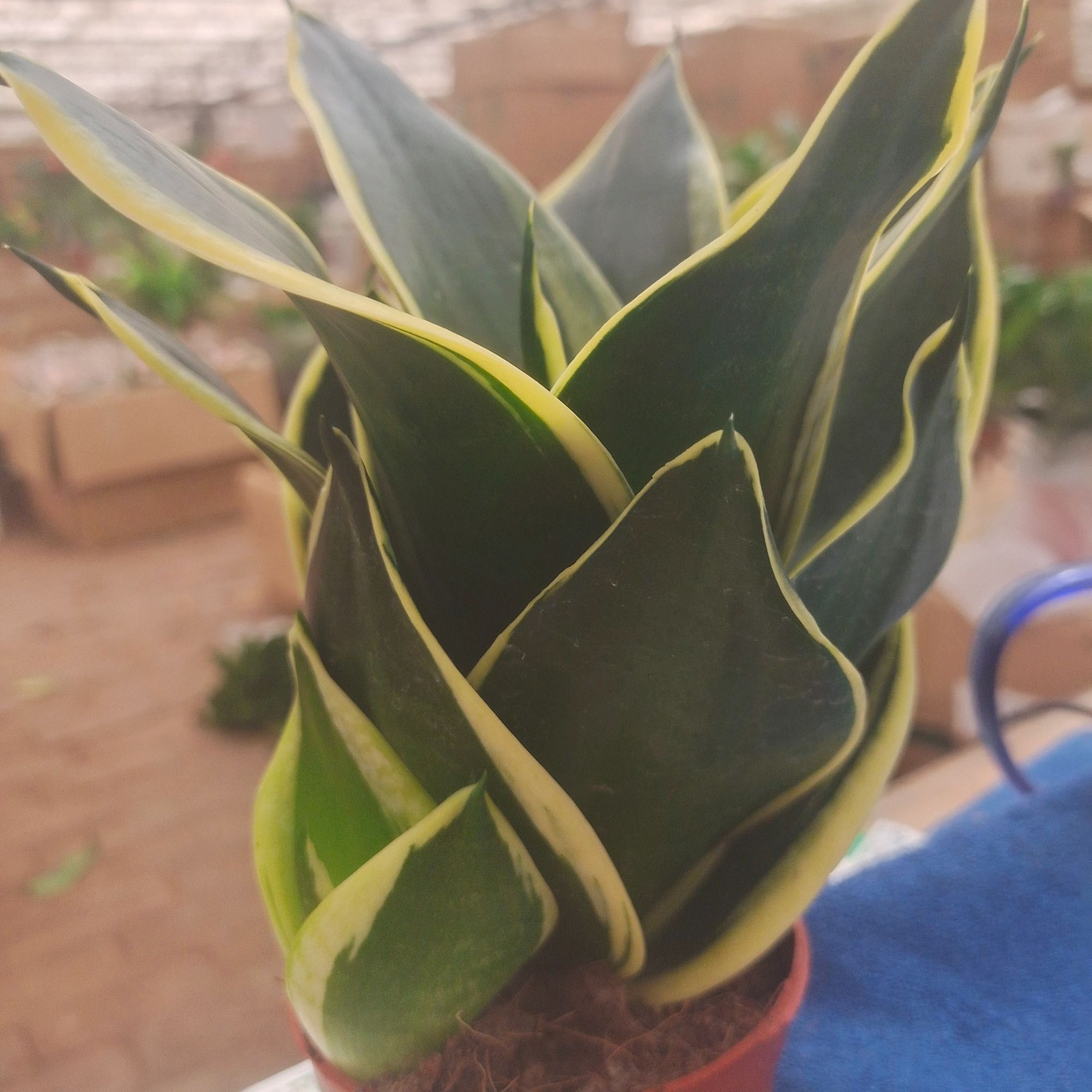 荷花兰室内桌面盆栽室内装饰植物