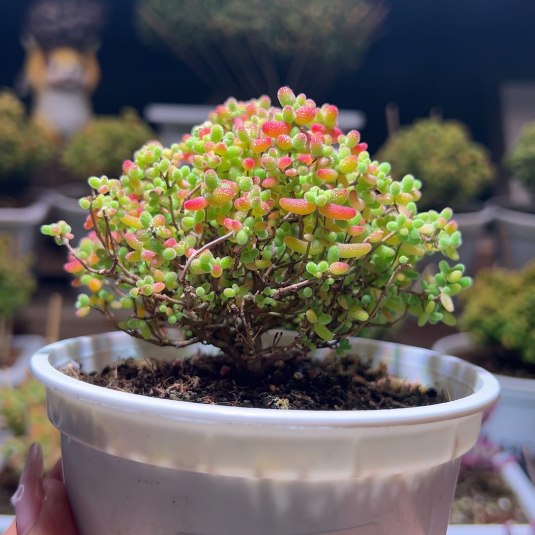 晓***呀324蜜橘一物一拍带盆土发货