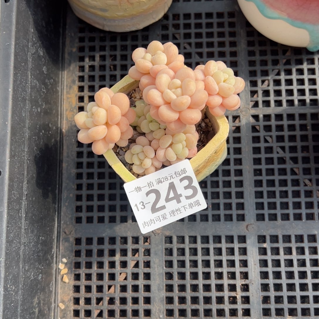 洛可可多肉多肉多肉多