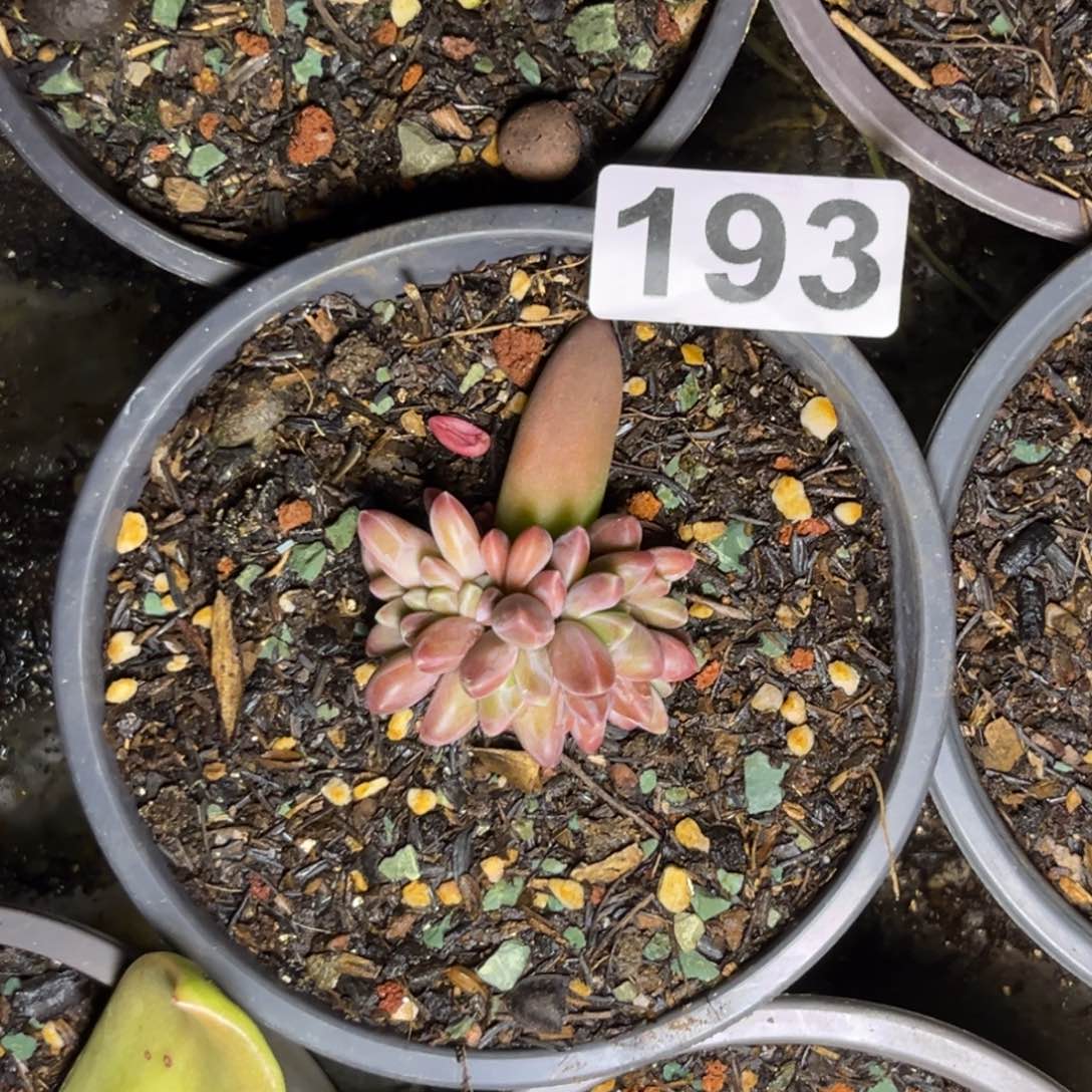 袁*多肉植物193美人杂