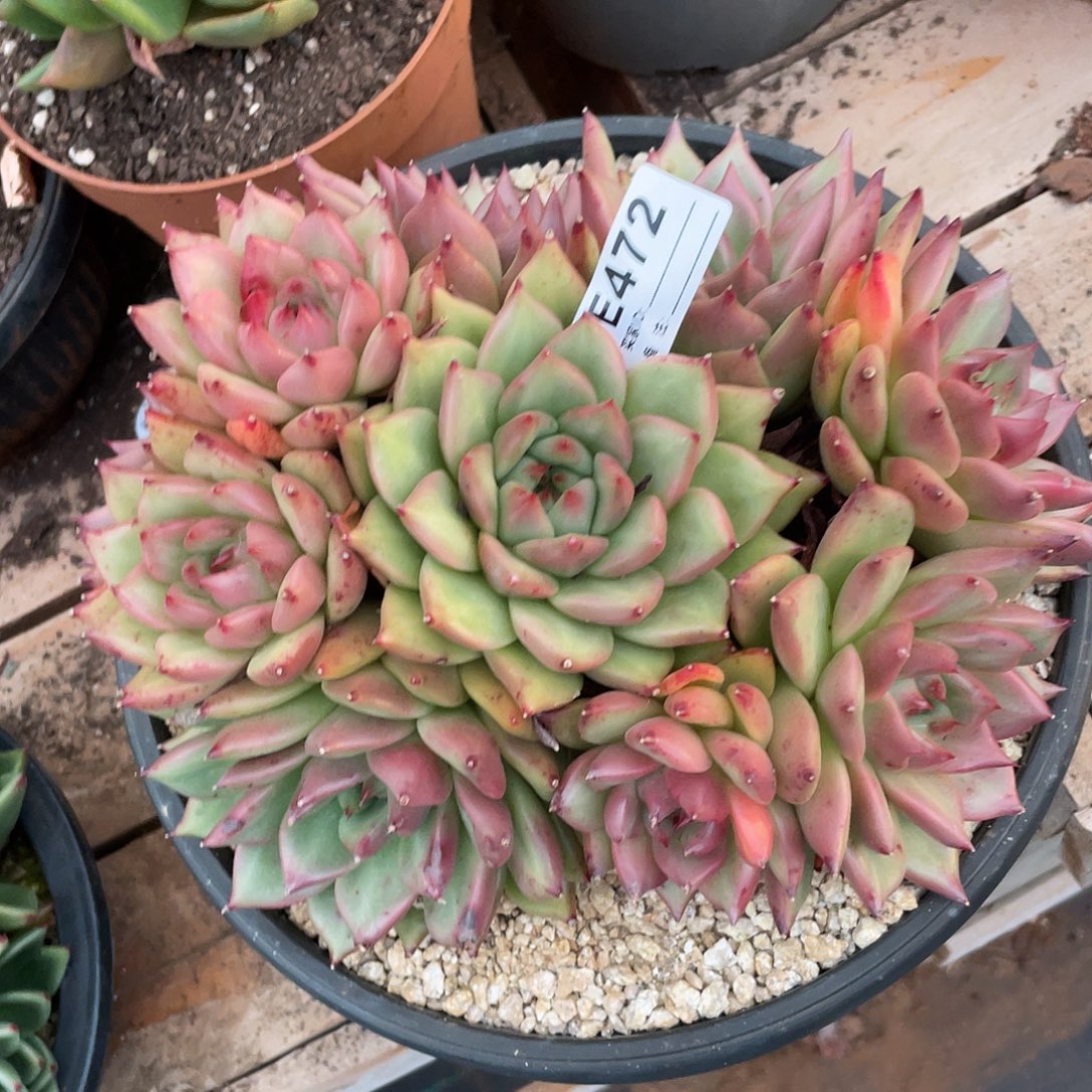 若如东云单拍E472