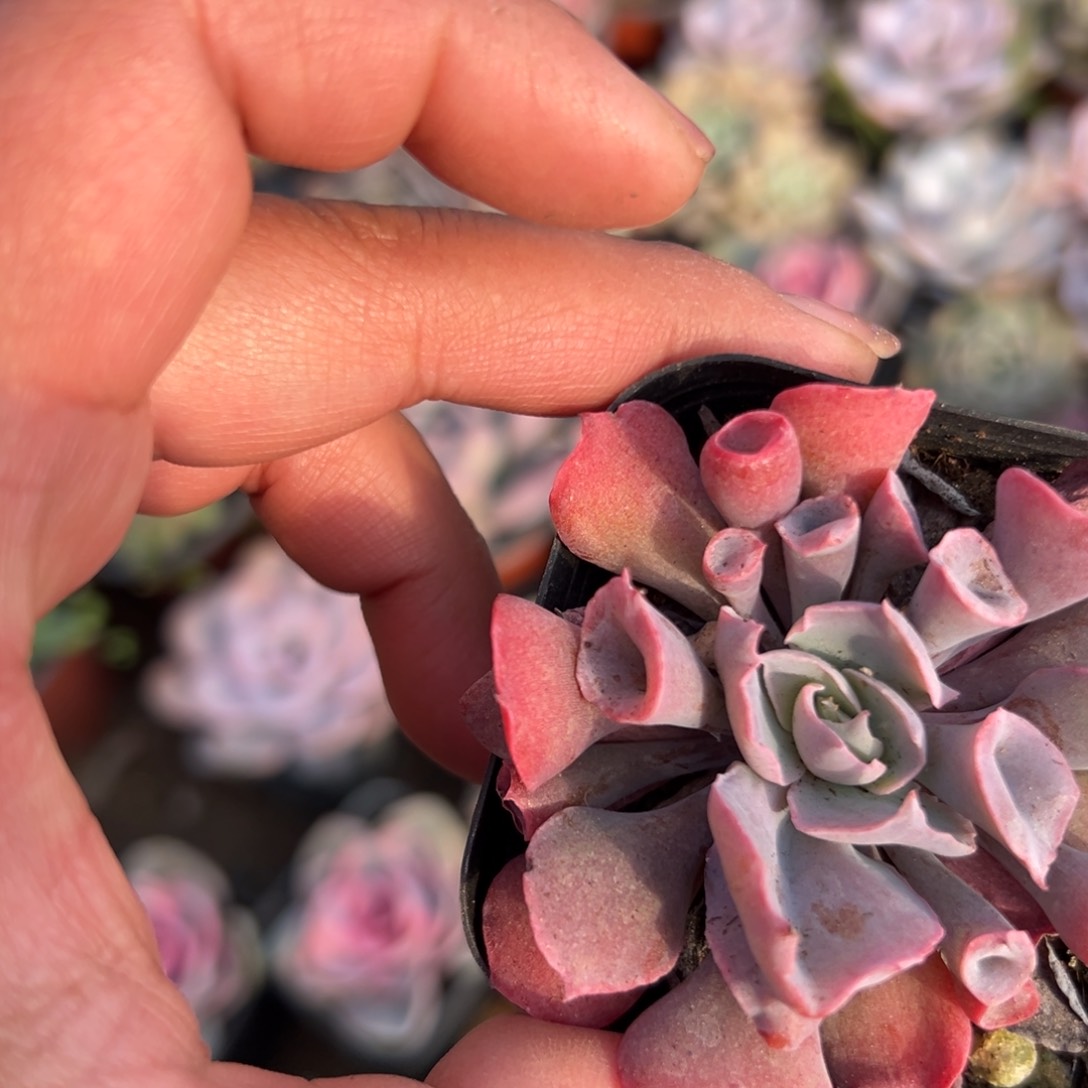 多肉植物多肉植物