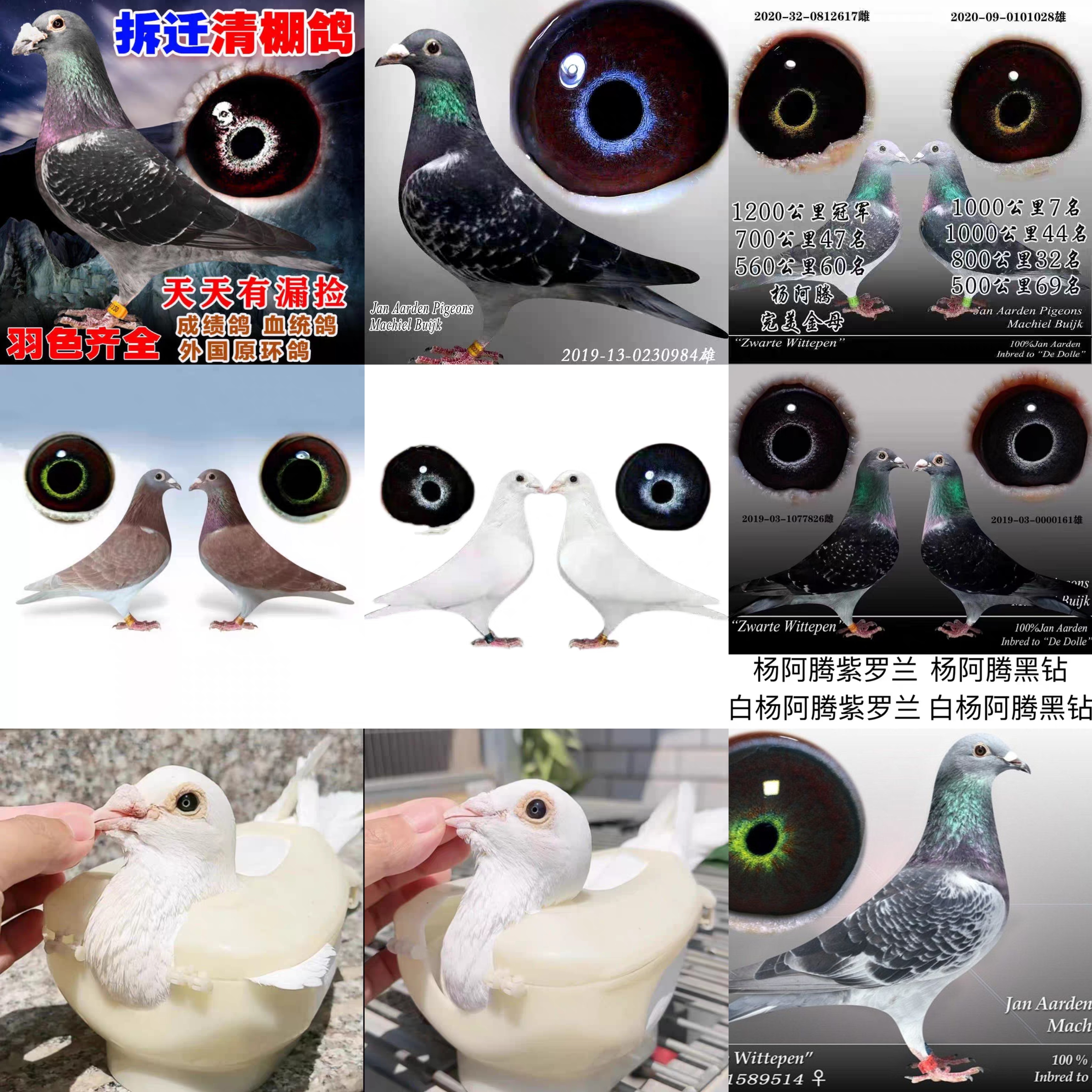 各种足环幼鸽种鸽 麒麟花幼鸽 黑皮李鸟幼鸽 杨阿腾紫罗兰足环