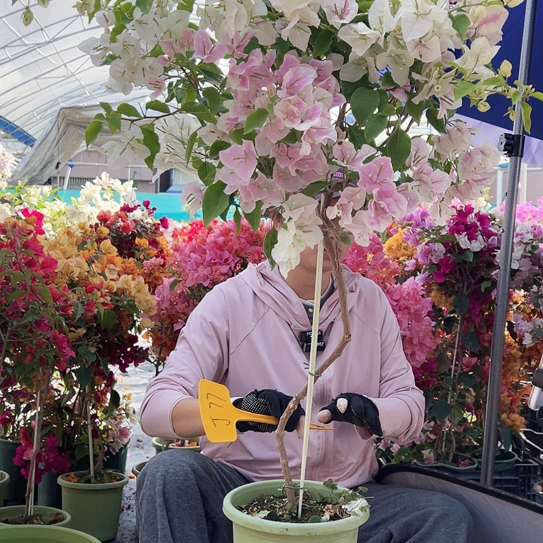 青***绿大部分花苞少量开放J77广红英