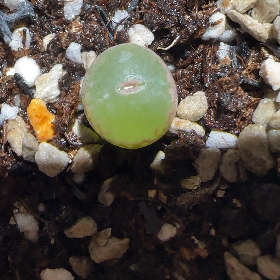 肉锥多肉植物百科-安格1062