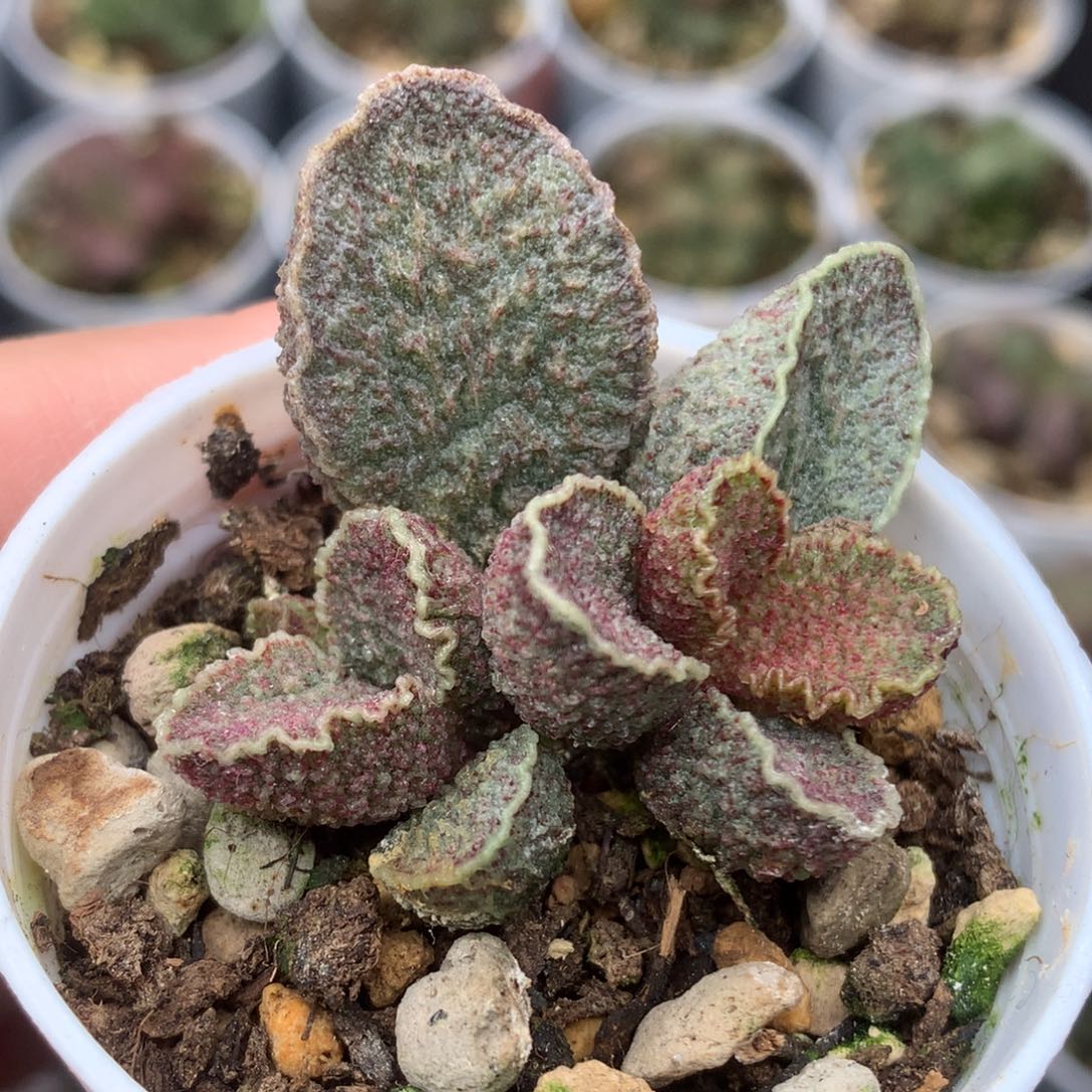 凤哕一物一拍双头5厘米盆