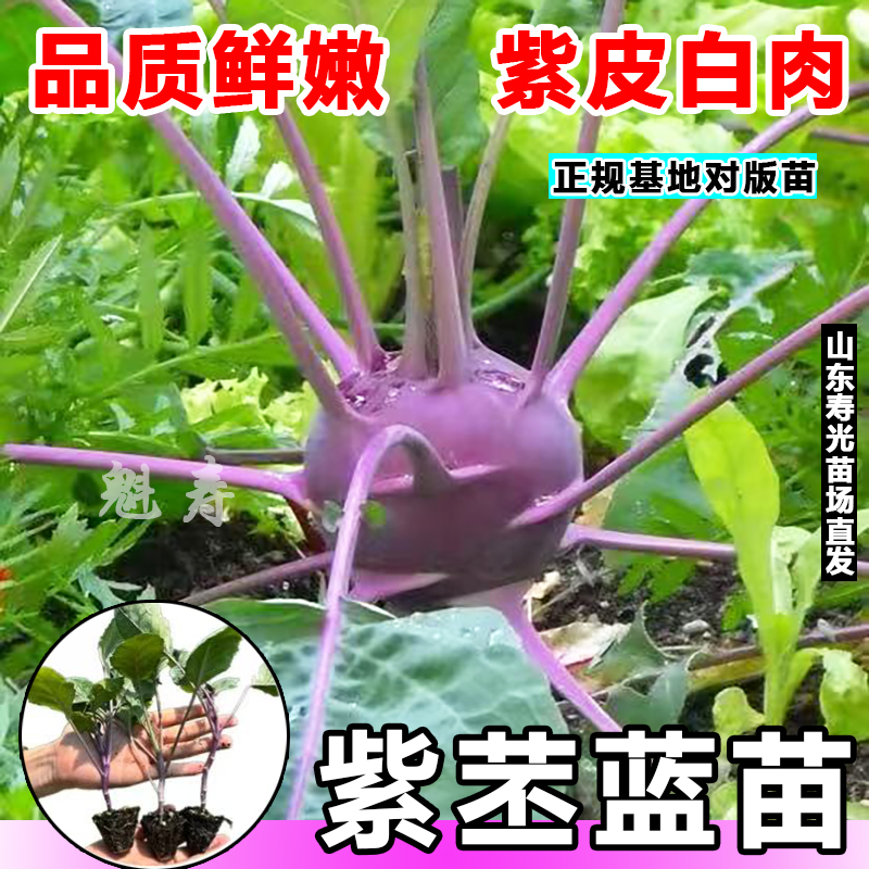 水果紫苤蓝苗秧食用紫皮青苤兰芥兰种子营养高脆甜四季种植蔬菜苗