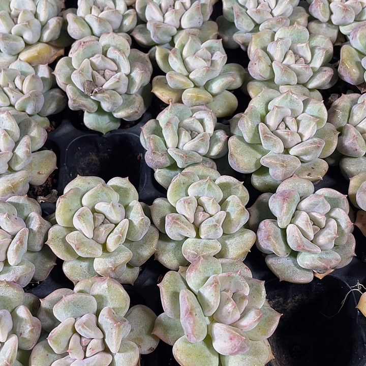 超奶2.8带土发货一个