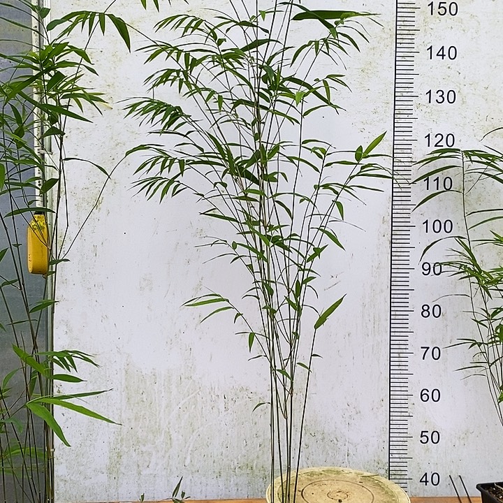 周***青完全开放内门竹内门竹