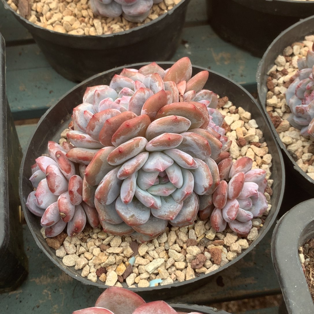 无花朵紫皮8头哈哈哈哈哈哈哈哈哈