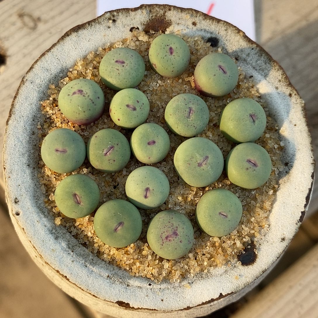 25306。 一组。一组。  红嘴。 