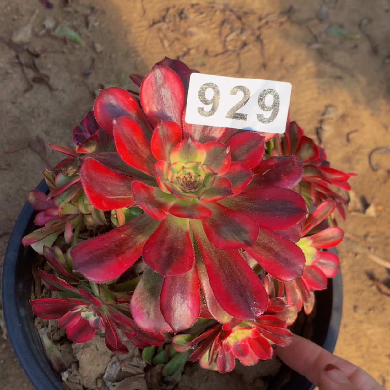 【闪购商品】929维纳斯多肉