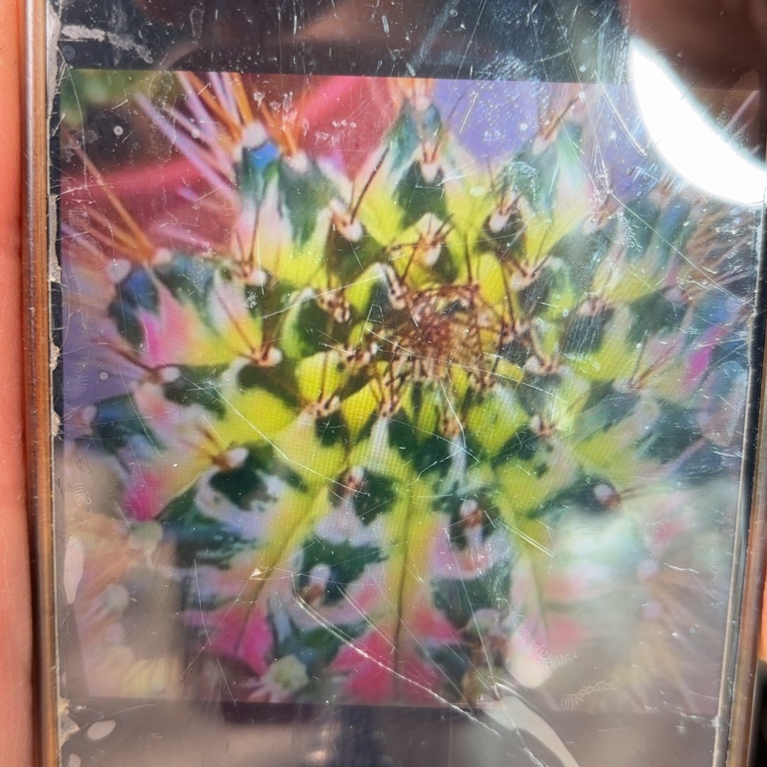 独角兽母本仙人球20