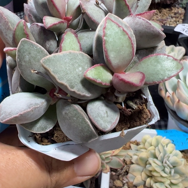 锦牛角多肉植物594