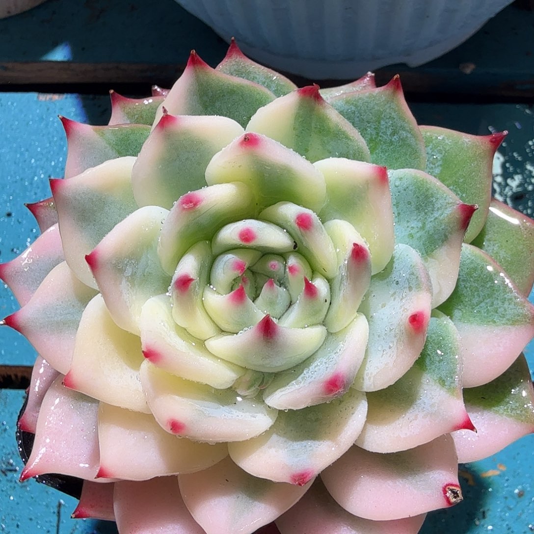 吉娃娃锦，多肉植物