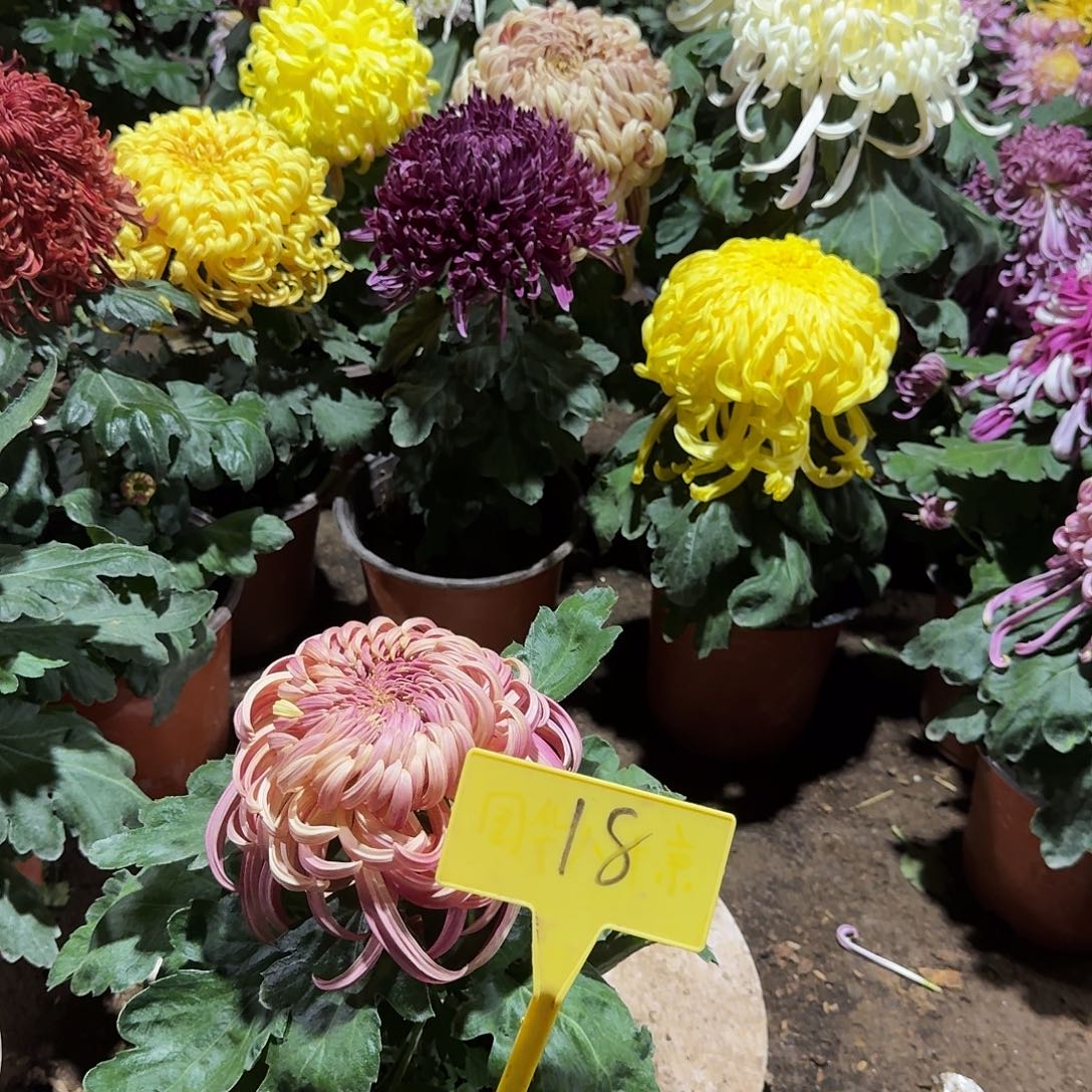 大部分花苞少量开放18