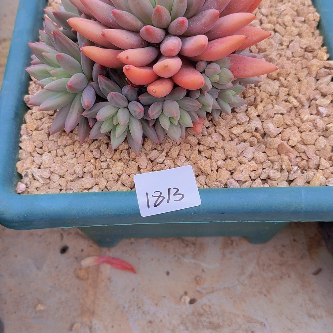 贪***✘1813红蜻蜓多肉植物