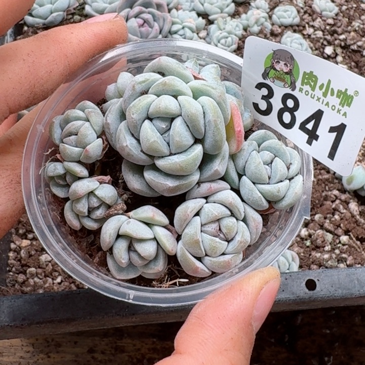 多肉植物多肉植物