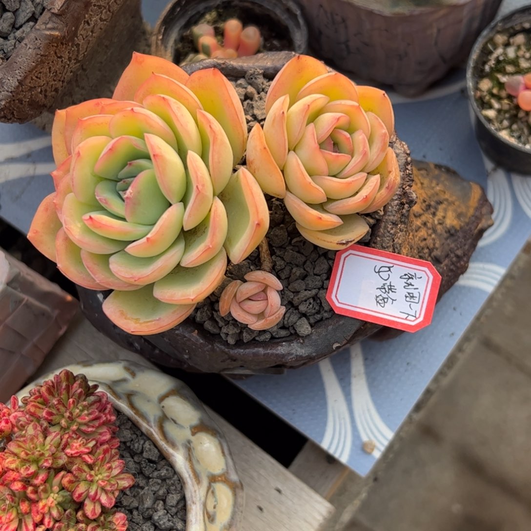 多肉植物多肉植物