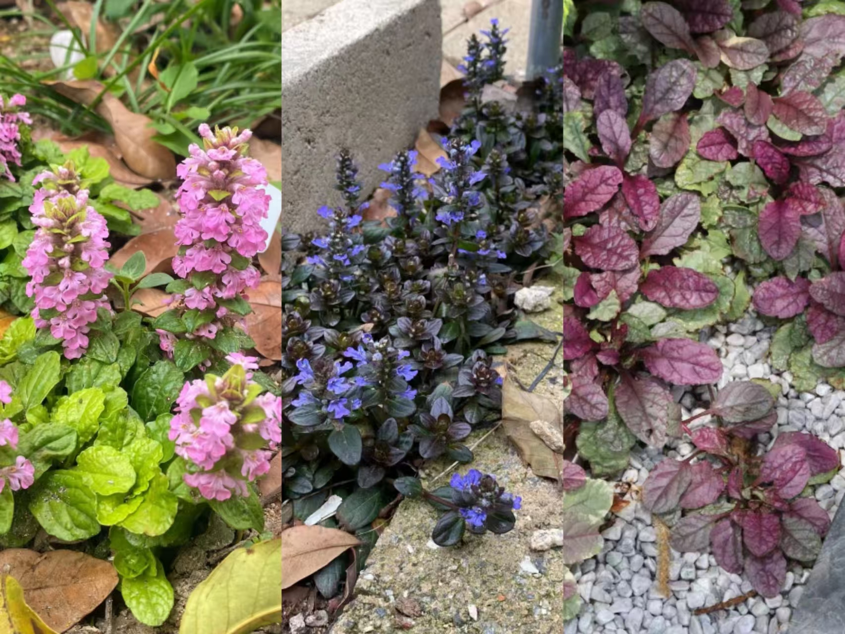 [花间觅鹿]筋骨草三个品种多年生耐寒耐热耐旱阳台盆栽地栽植物