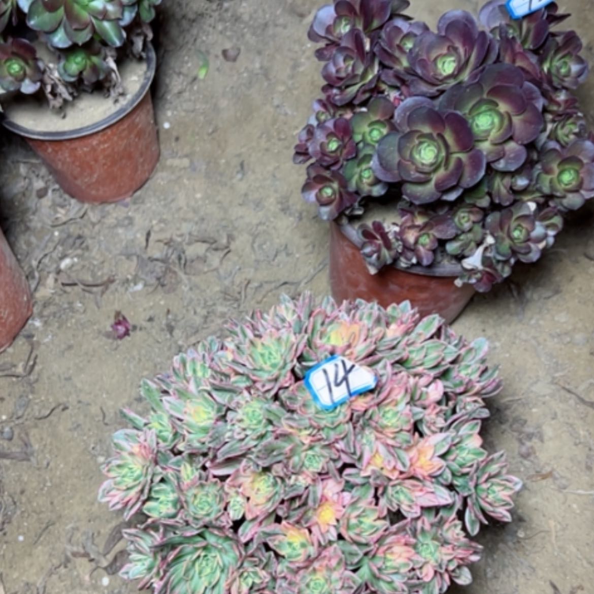 【闪购商品】多肉植物甜茶14