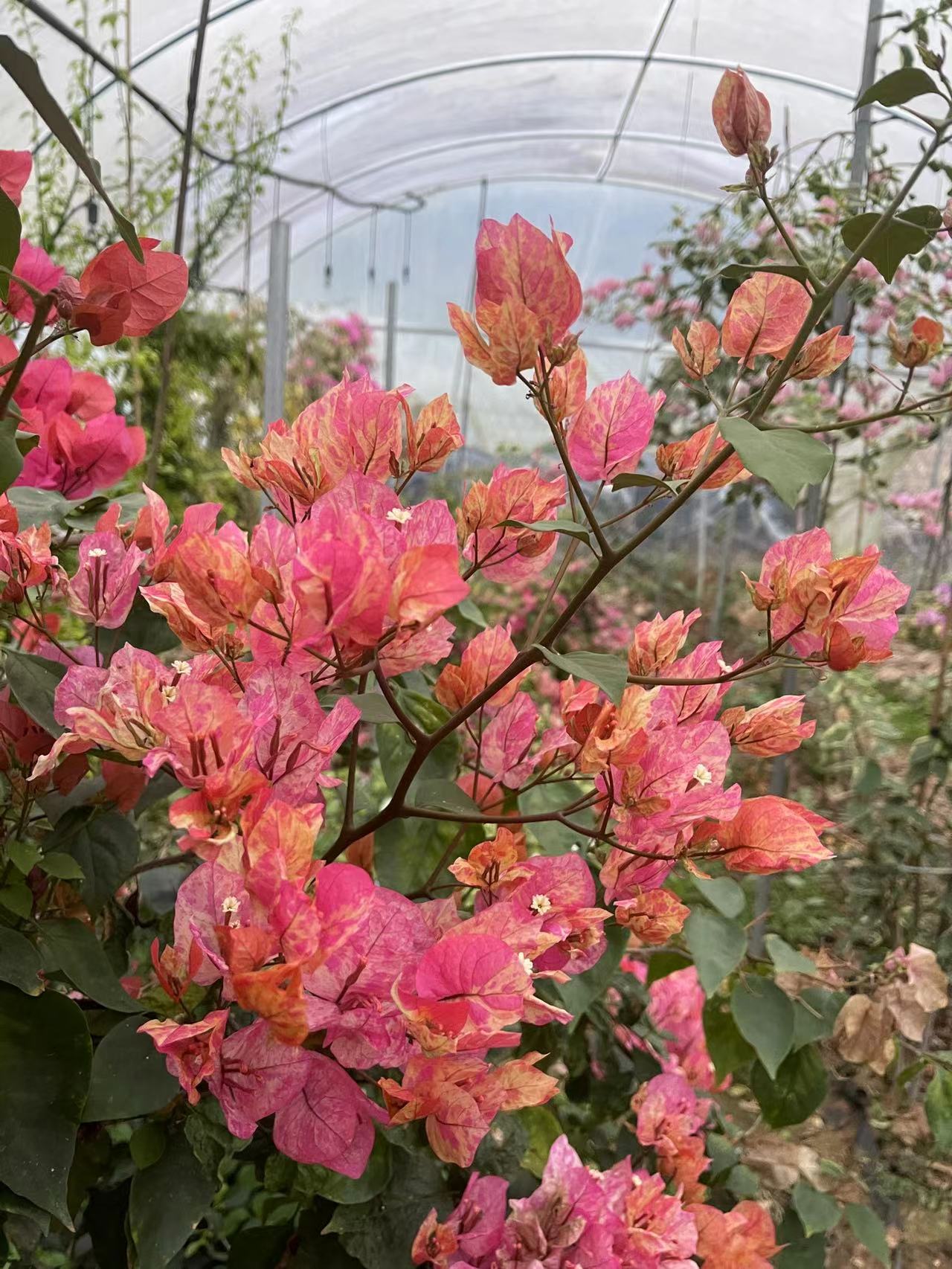 佰梅园 水九月三角梅扦插袋苗