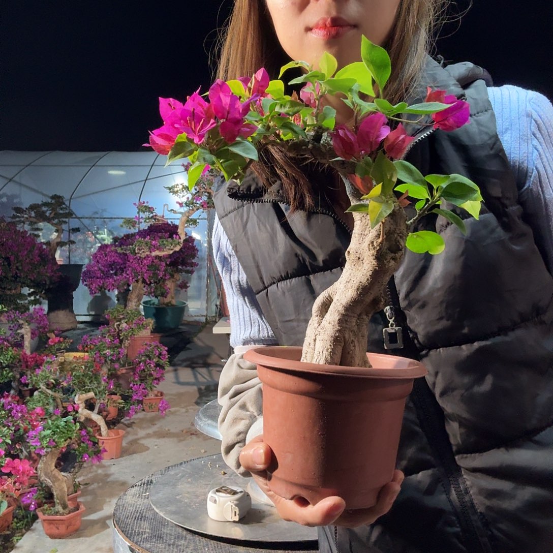 温***兵无花朵三角梅盆景