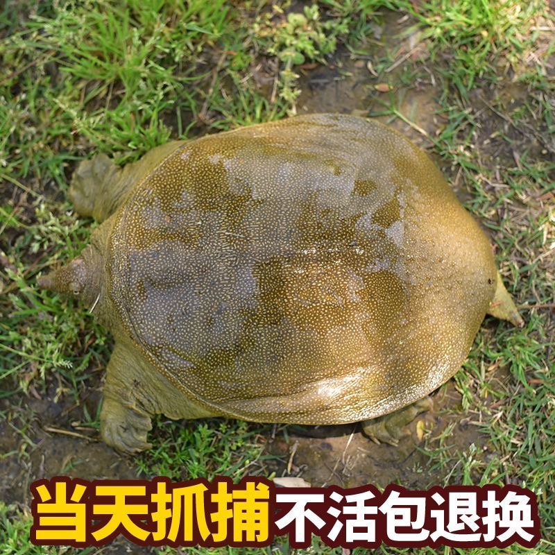 湖南常徳塘鲜活生态甲鱼改价